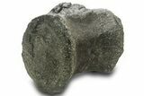 Fossil Sauropod Dinosaur Caudal Vertebra - Wyoming #377945-1